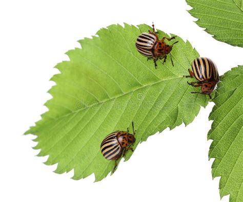 Many Colorado Potato Beetles On Green Leaf Against White Background