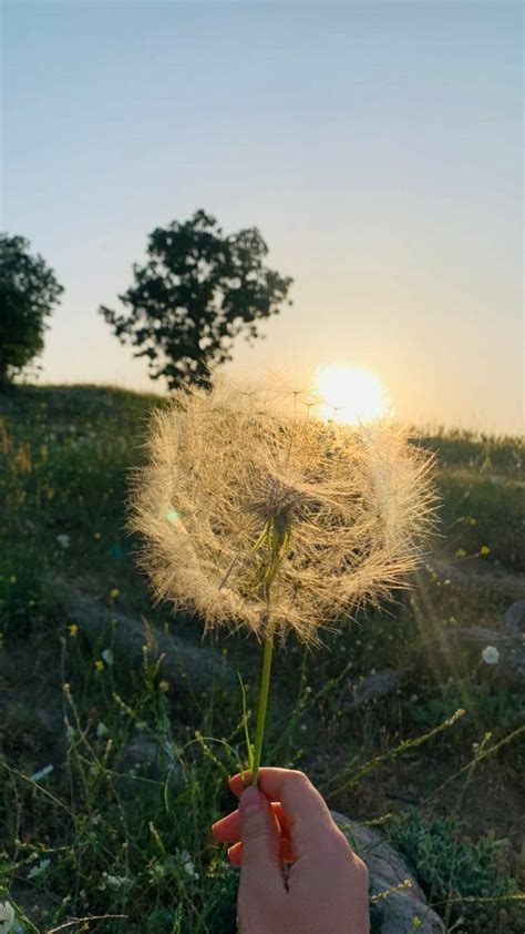 Pin Di Roro Kalcev Su Photo Sfondi Foto Fiori