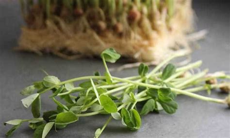 How to Grow Pea Microgreens in 6 Easy Steps