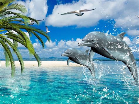 Summer Animal Wallpaper 63 Images