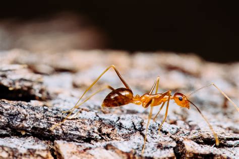 Ants Of Hi Hawaii Ant Lab