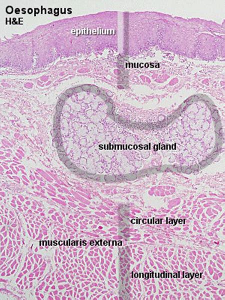 Histology Of Oesophagus