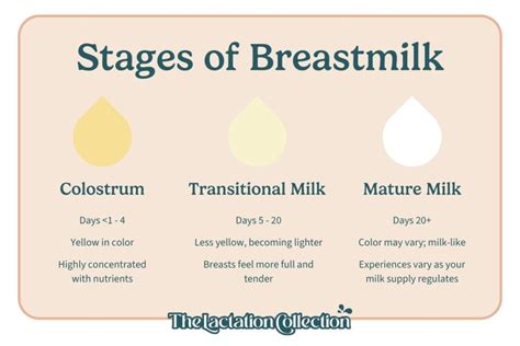 Understanding Your Babys Stomach Size And How Much Milk They Need