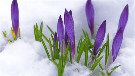 Purple flowers under the cold snow - Winter and Spring time