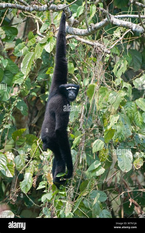 Western Hoolock Gibbon (Hylobates / Hoolock hoolock) male hanging from branch. Endangered ...