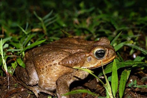 Picture 4 of 4 - Marine Toad (Bufo Marinus) Pictures & Images - Animals ...