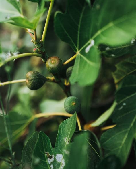 Vijgenboom Verzorging Tips Informatie 123planten Nl