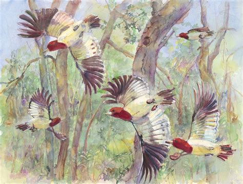 Field Museum Paintings The Wildlife Watercolor Paintings Of Peggy