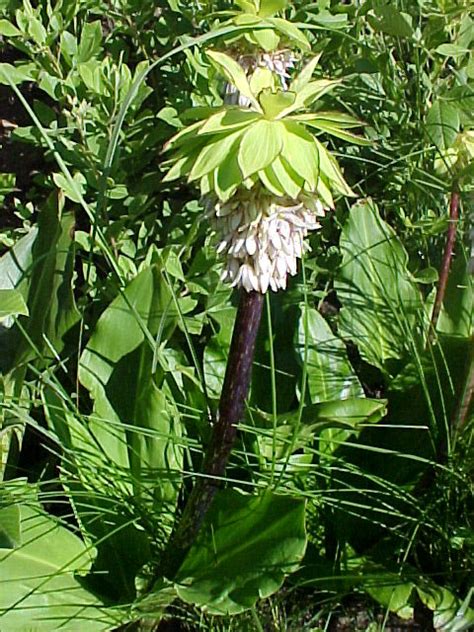 Eucomis bicolor BULB – Lifestyle Seeds