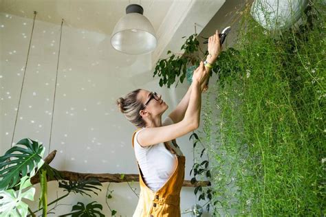 Cómo Hacer Un Jardín Vertical En Casa GuÍa Para Instalarlo Paso A Paso