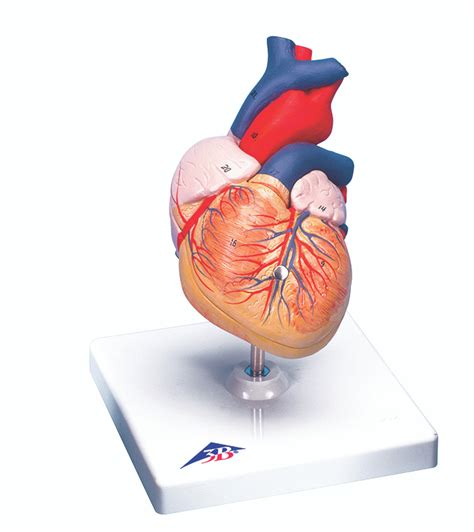 Heart Model Labeled