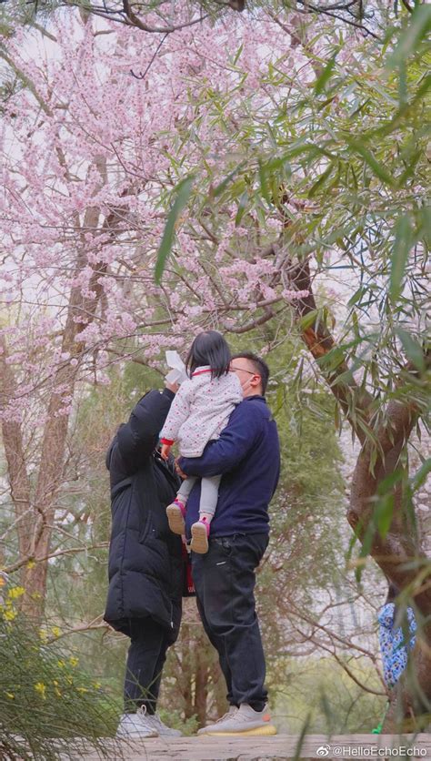 冬去春来，山桃花开。我们的北京玉渊潭公园 摄影