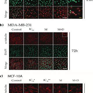 Immunofluorescence of α tubulin of MDA MB 231 and MCF 10A cell lines