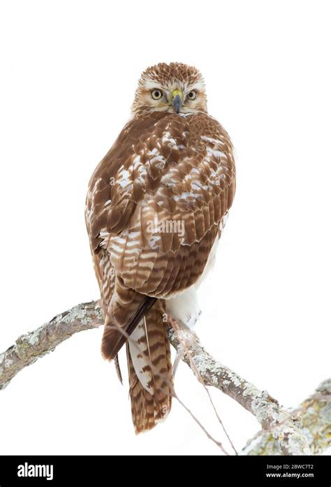 Red Tailed Hawk Portrait Profile Cut Out Stock Images Pictures Alamy