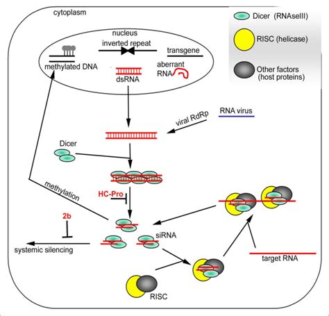 11 Simplified Model Of Rna Silencing In Plants Rna Silencing Is