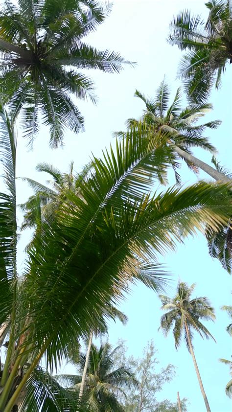 Hawaii Palm Tree Stock Video Footage for Free Download