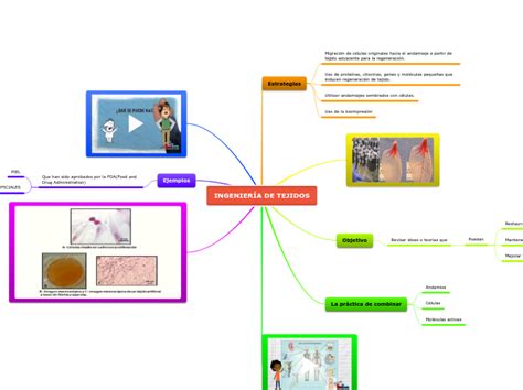 Ingenier A De Tejidos Mind Map