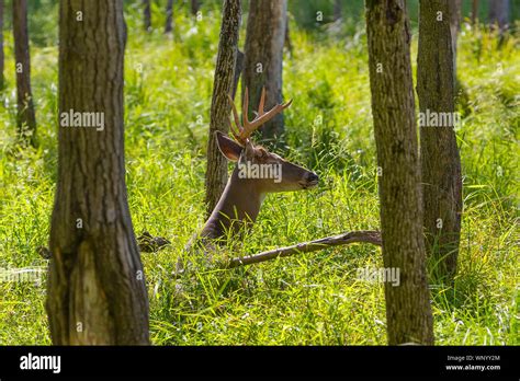 White tailed deer in the forest Stock Photo - Alamy