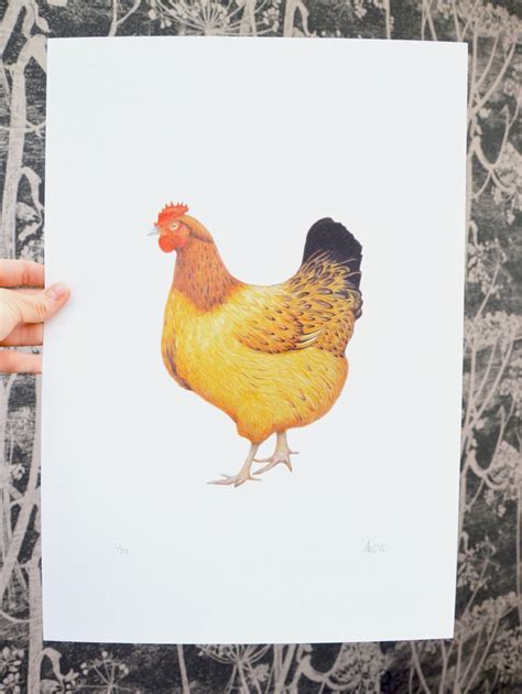 Chicken Print Hen Picture Chicken Drawing Chicken Picture Hen Art Etsy