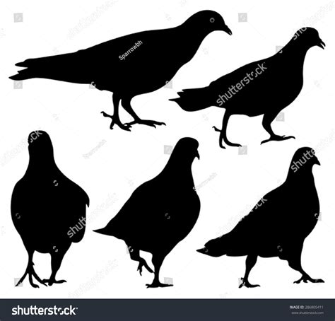 Pigeons Silhouette Vector 286805411 Shutterstock