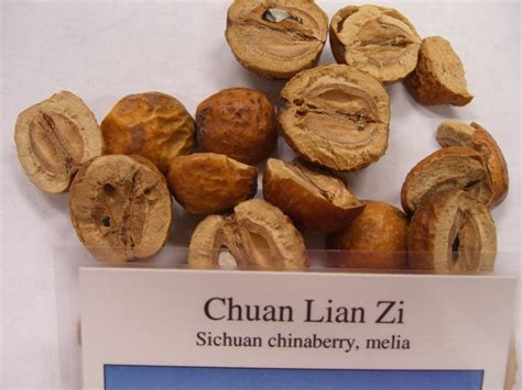 Chinese Nutrition Properties Of Chuan Lian Zi