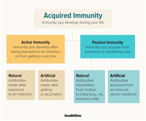 Naturally Acquired Passive Immunity - Biology Simple