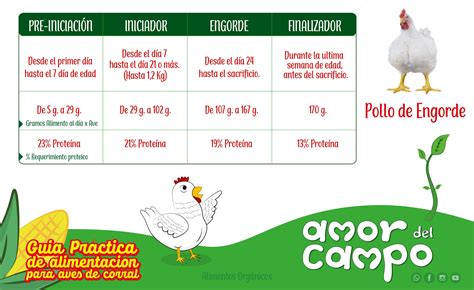 Amor Del Campo Guía práctica de alimentación para aves de corral