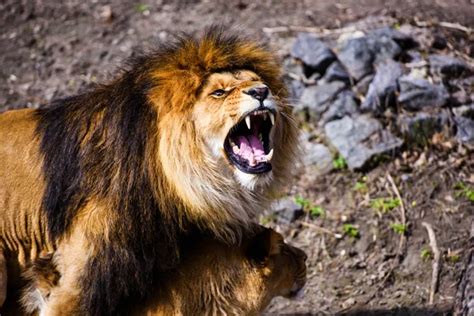 Lion roar Stock Photos, Royalty Free Lion roar Images | Depositphotos