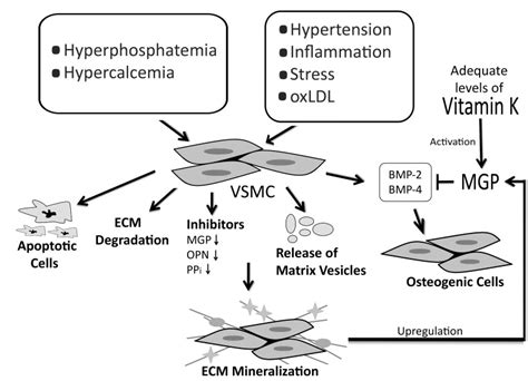 Vitamin K Dependent Proteins And The Role Of Vitamin K2 In The