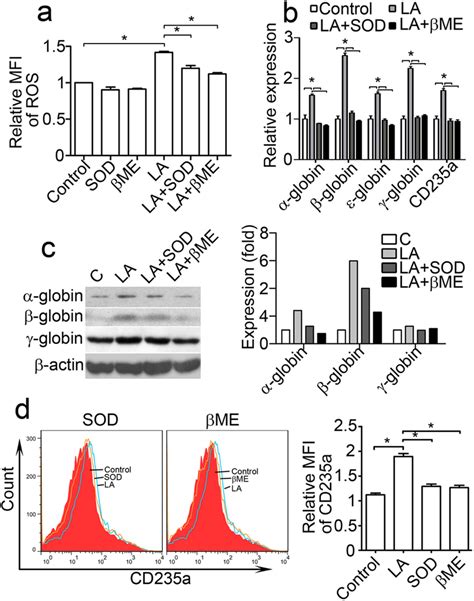 Antioxidants Inhibit K562 Cell Erythroid Differentiation Enhanced By Download Scientific