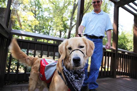 Golden Retriever Service Dog Is Trained to Snuggle His Owners Seizures