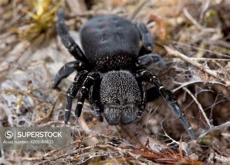 Ladybird Spider (Eresus cinnaberinus), England - SuperStock