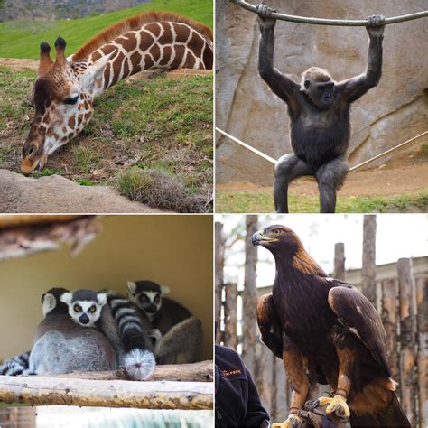 I love the zoo, but the Safari Park is really amazing : r/sandiego