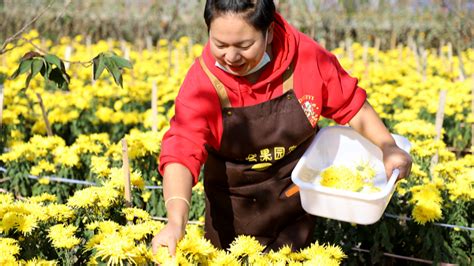 修文县洒坪镇小坝村：金丝皇菊艳金秋 扮靓村庄促增收修文文明网