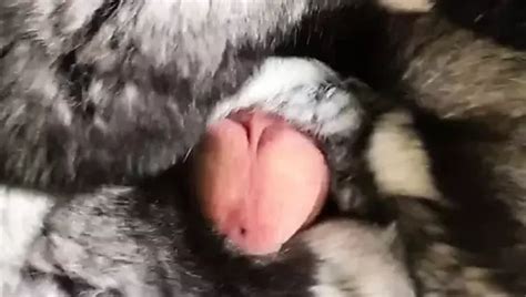 Arctic Fox Fur Stroke Free Stroke Porn XHamster