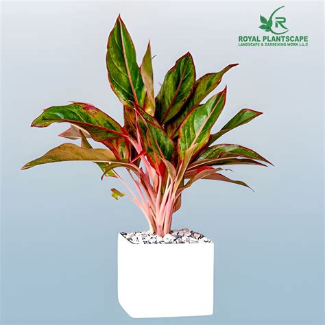 Aglaonema Red Plant | Buy Red Aglaonema Plant