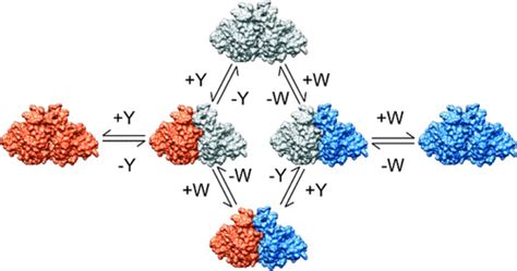 Energy And Enzyme Activity Landscapes Of Yeast Chorismate Mutase At