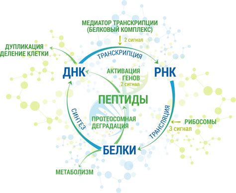 ПЕПТИДЫ