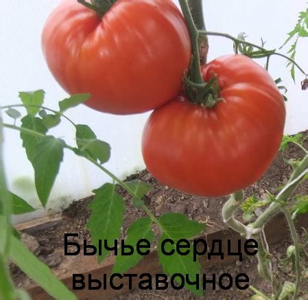 Томат Бычье сердце Минусинское выставочное, 5шт. | Дачная Коллекция