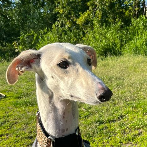 Galgo Espanol Amelia Hat Ein Zuhause Gefunden Salva Hundehilfe E V