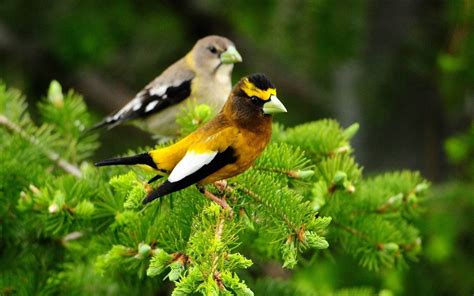 Beauty Birds On The Branches Natural Animal Photography Wallpapers