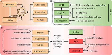 Metabolic Homeostasis In Sorafenib Resistance A OXPHOS Is Sustained