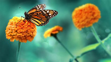 Amazing Facts About The Monarch Butterfly Farmers Almanac