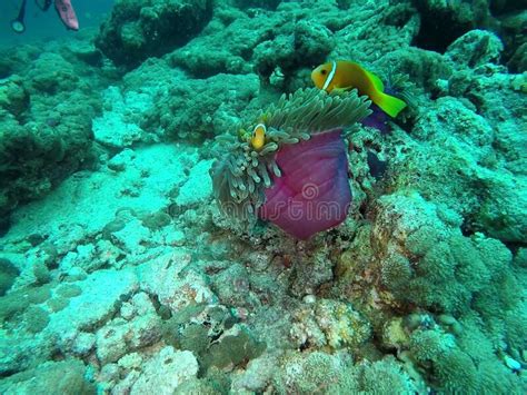 Clown Fisch Amphiprioninae Symbiotische Leben Mit Seeanemone Stockbild