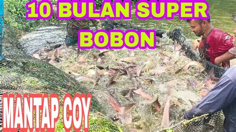 MANTAP PANEN IKAN PATIN SUPER JUMBO 1 EKOR BISA 3kg YouTube