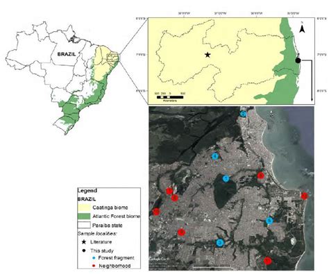 Updated Species List Of The Bat Ectoparasitic Flies Diptera