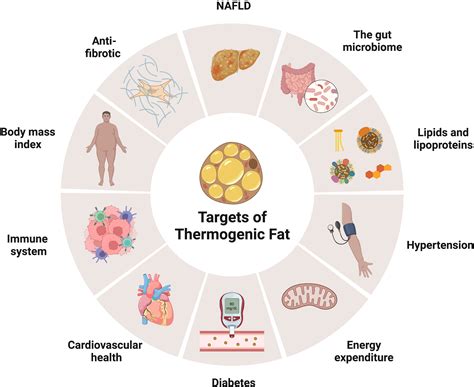 Frontiers Thermogenic Adipose Tissue In Energy Regulation And