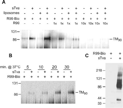 Hr Peptide Binds To A Triggered Form Of Tm Aslv A Was Incubated On