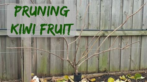 Pruning Kiwi Fruit - YouTube Hardy Kiwi, Kiwi Vine, Vine Trellis ...