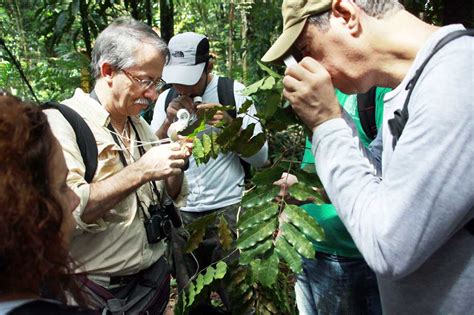 A STCP PARTICIPA DA COLETA DE NOVA ESPÉCIE ARBÓREA NA AMAZÔNIA DURANTE